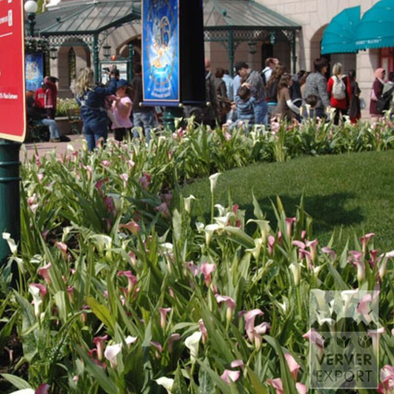 Zantedeschia Supri-Rose (26005) - Afbeelding 2