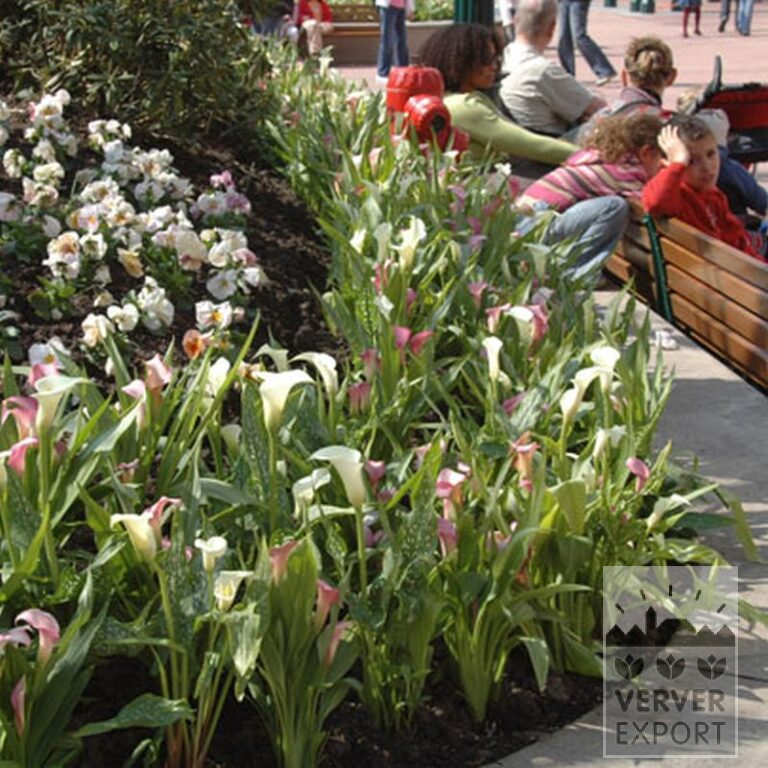 Zantedeschia Supri-Rose (26005) - Afbeelding 3