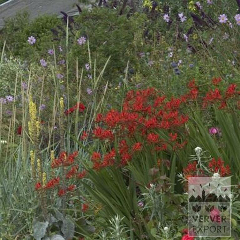 Crocosmia 'Lucifer' (29017) - Afbeelding 4