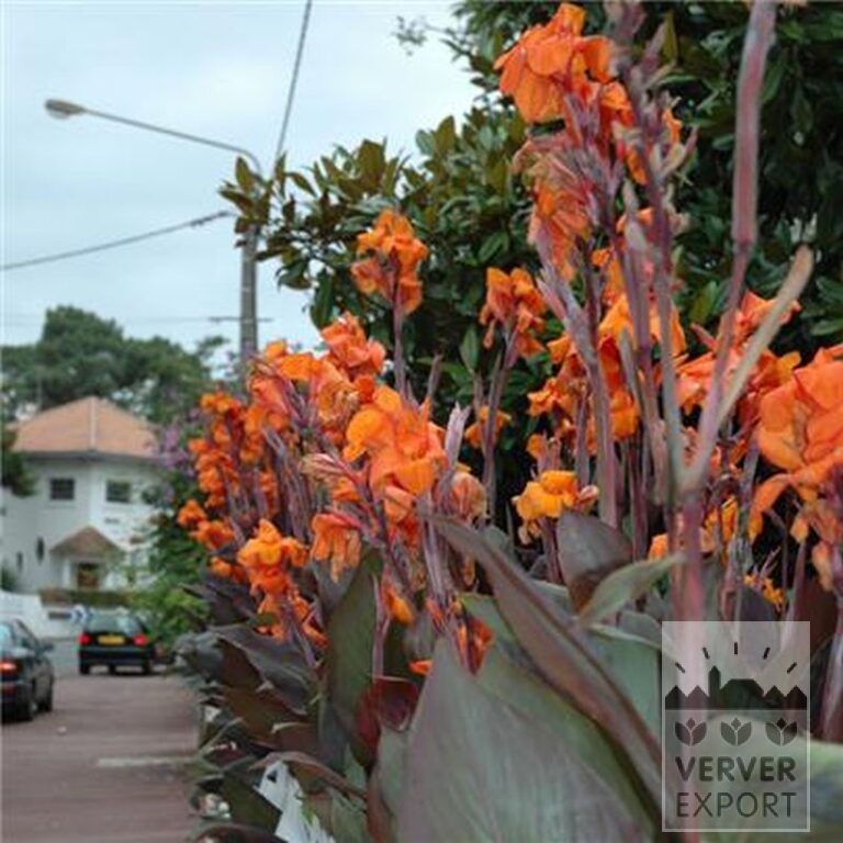Canna 'Wyoming' (27017) - Afbeelding 2