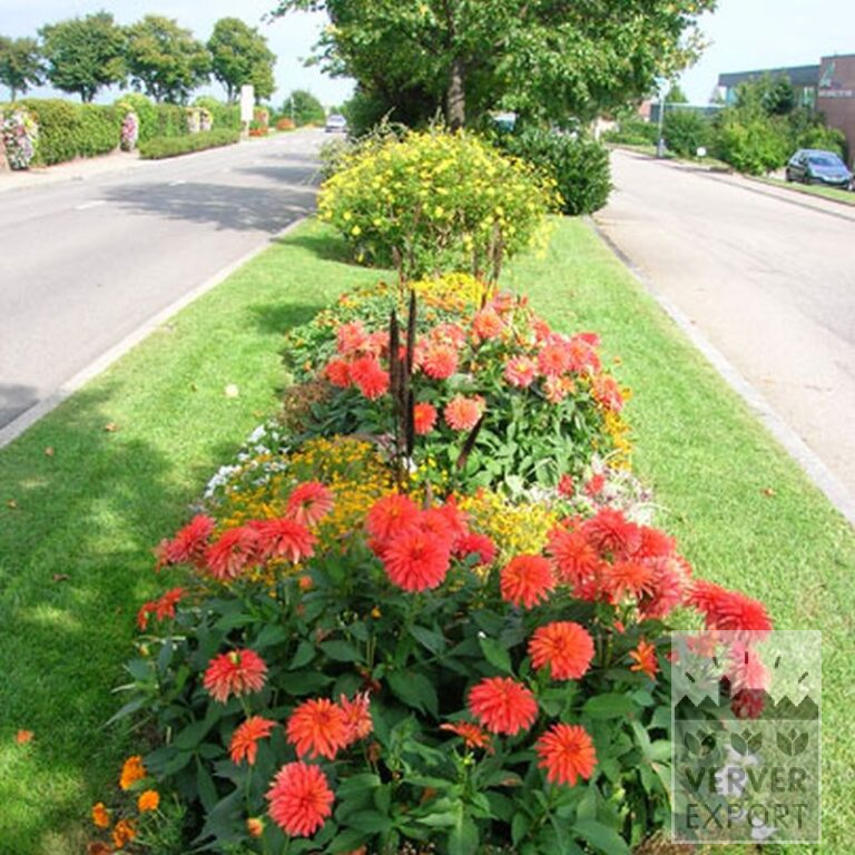 Dahlia 'Red Pigmy' (22024) - Afbeelding 2