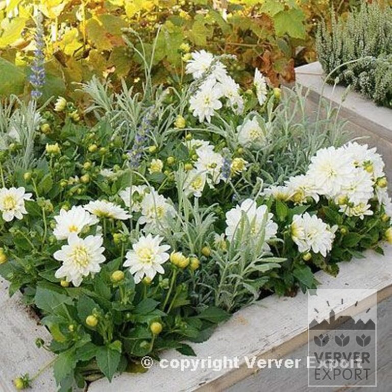 Dahlia 'Colorado' (22003) - Afbeelding 2