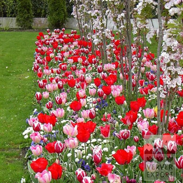 Tulpen 'Leen van der Mark' (12328) - Afbeelding 2