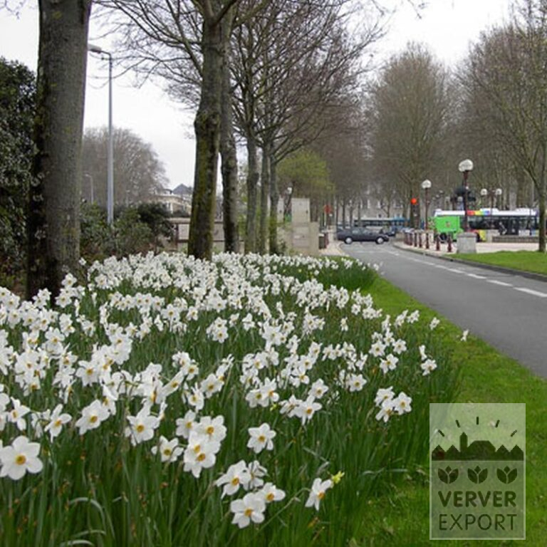 Narcissen poeticus 'Actaea' (15067) - Afbeelding 2