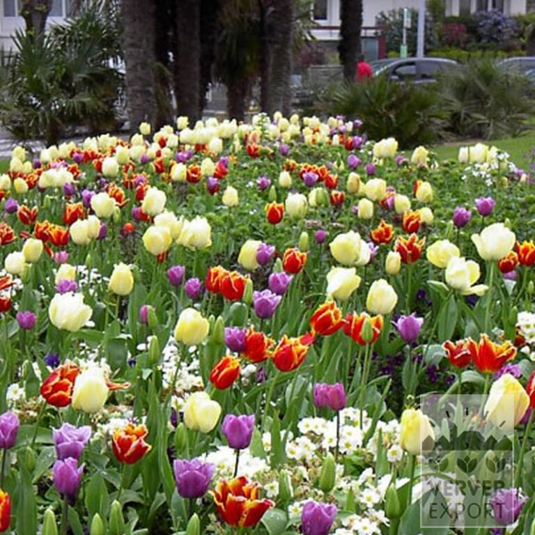 Tulpen 'Davenport' (12228) - Afbeelding 3