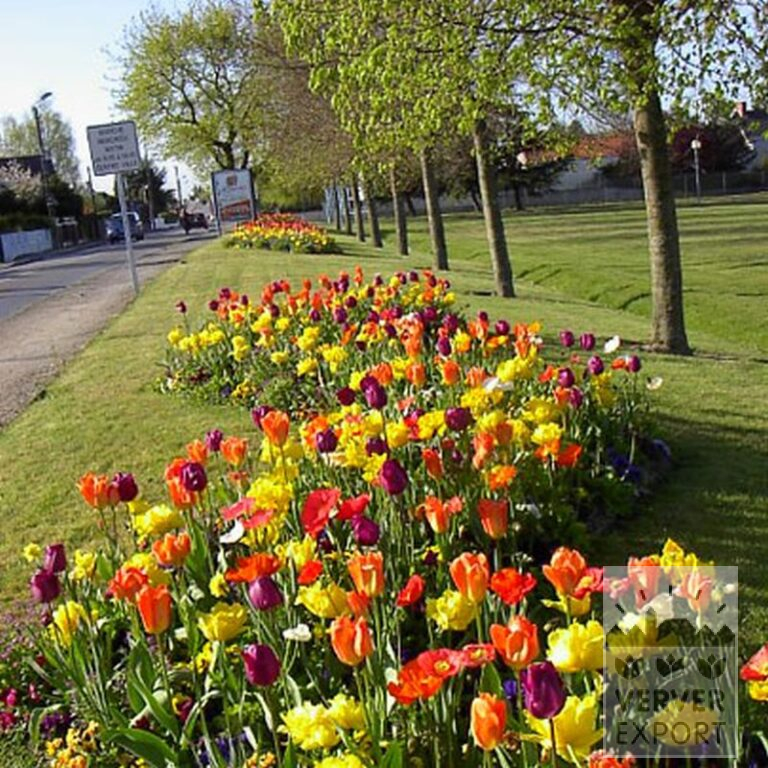 Mix Verver 'Ville de Malakoff' © (11039) - Afbeelding 4