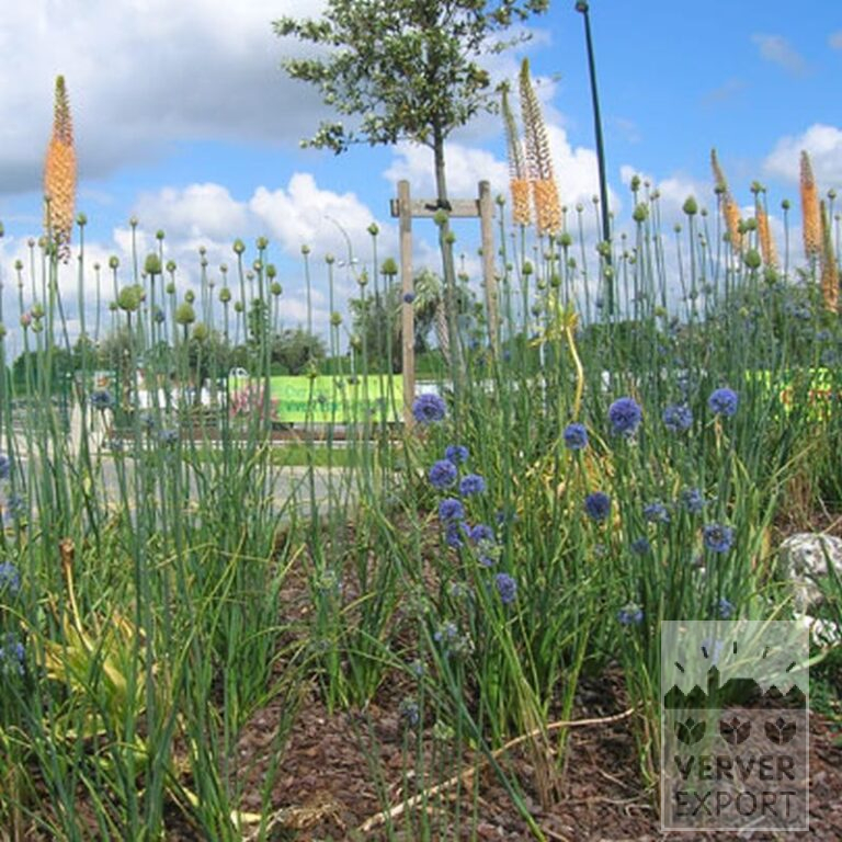 Allium caeruleum (16004) - Afbeelding 2