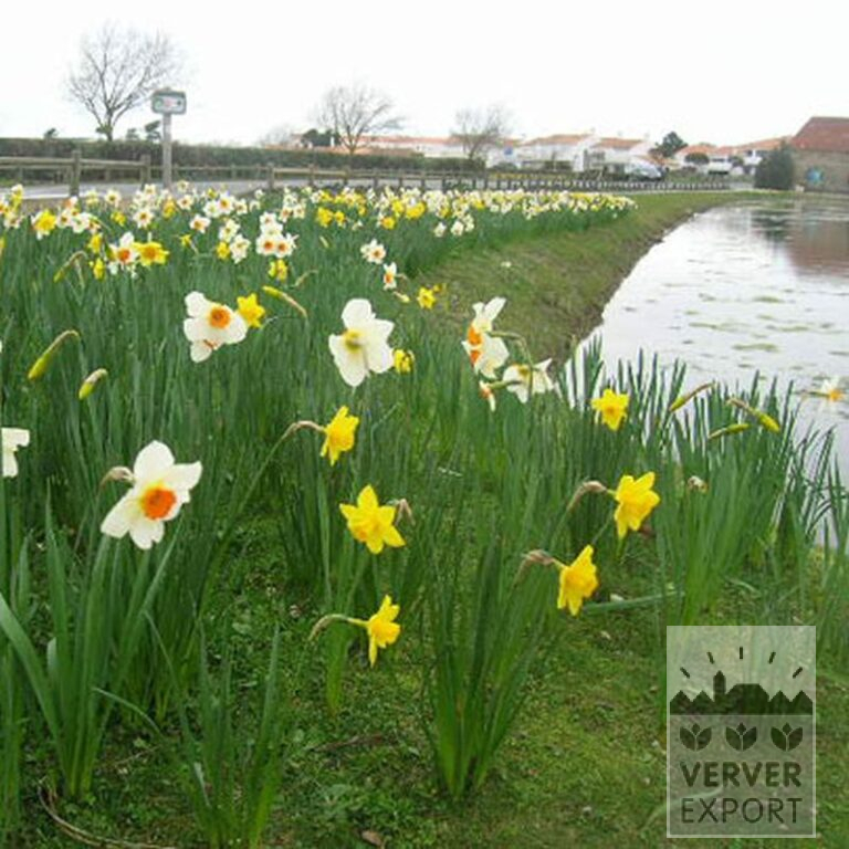 Narcissen 'Carlton' (15029) - Afbeelding 2