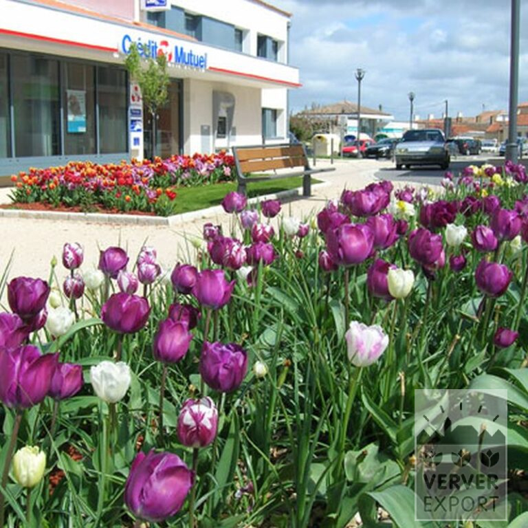 Tulpen 'Rem's Favourite' (12379) - Afbeelding 4