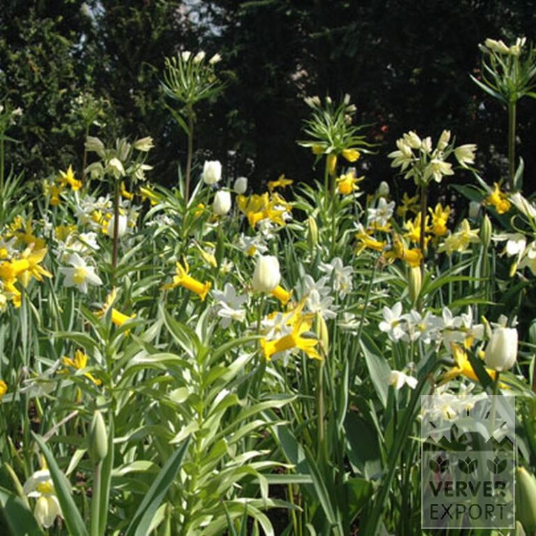 Fritillaria raddeana (16056) - Afbeelding 2