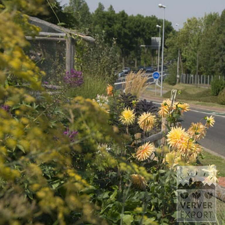 Dahlia 'Gold Crown' (22219) - Afbeelding 2