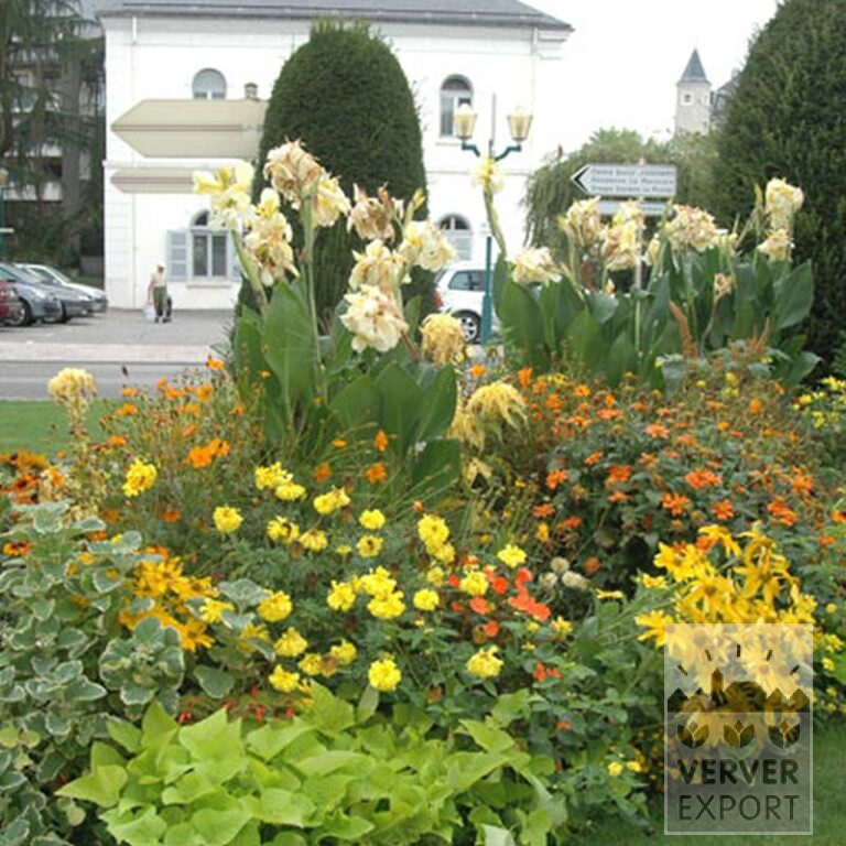 Canna op pot 'Gran Canaria' (29193) - Afbeelding 2