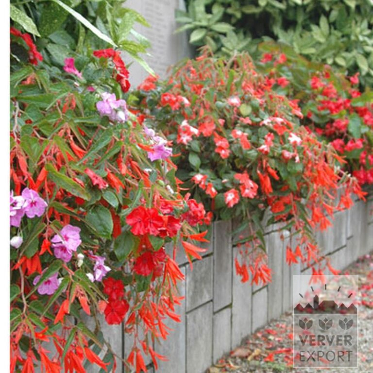 Begonia bertinii (25001) - Afbeelding 2