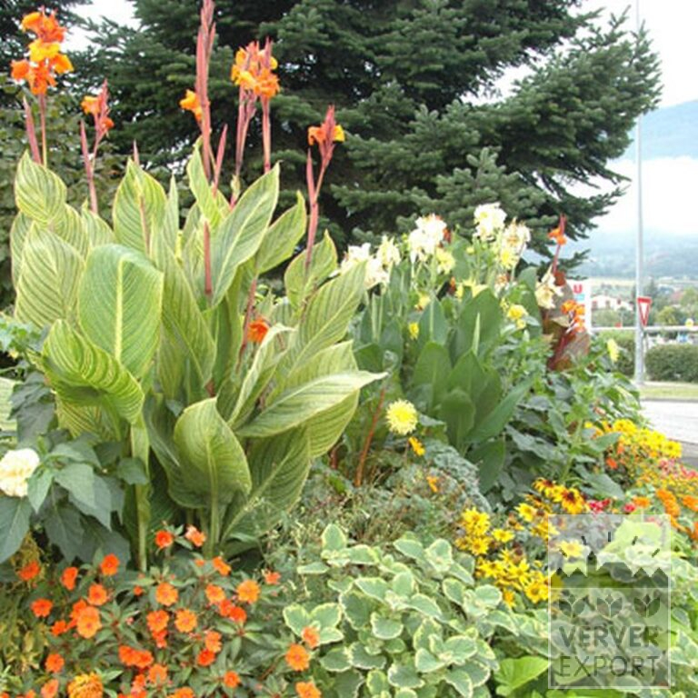 Canna op pot 'Gran Canaria' (29193) - Afbeelding 3
