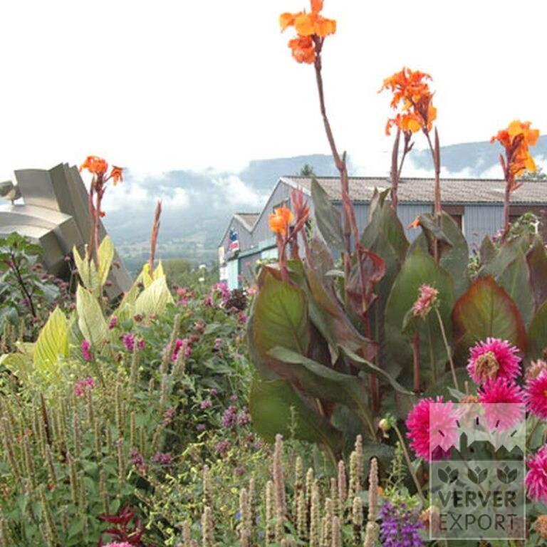 Canna 'Wyoming' (27017) - Afbeelding 3