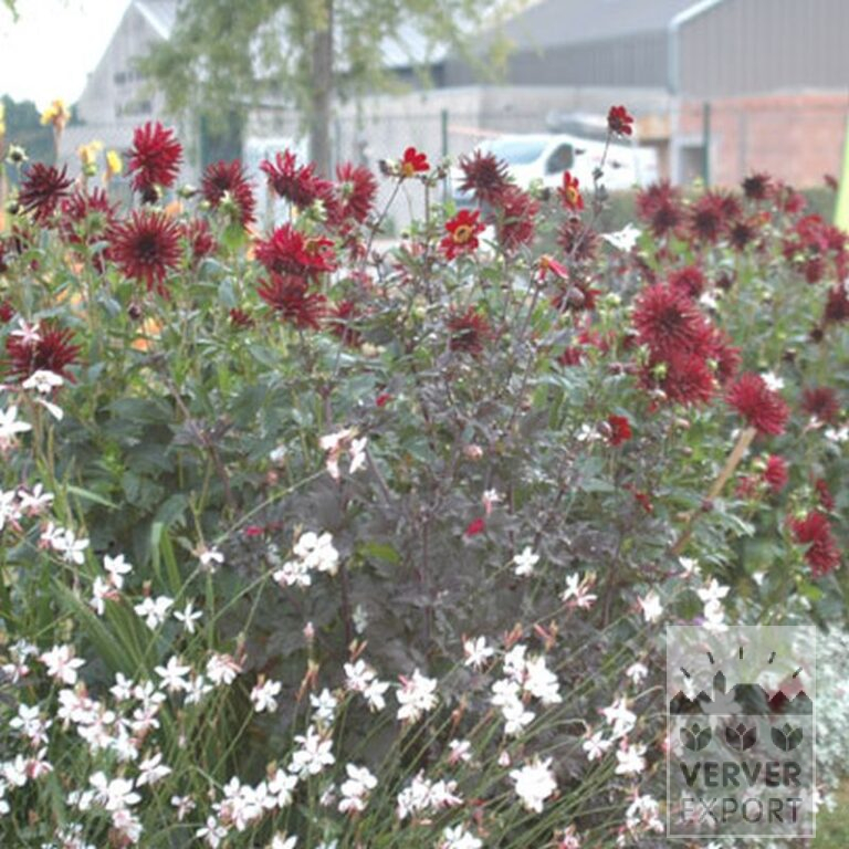 Dahlia 'Chat Noir' (22218) - Afbeelding 3