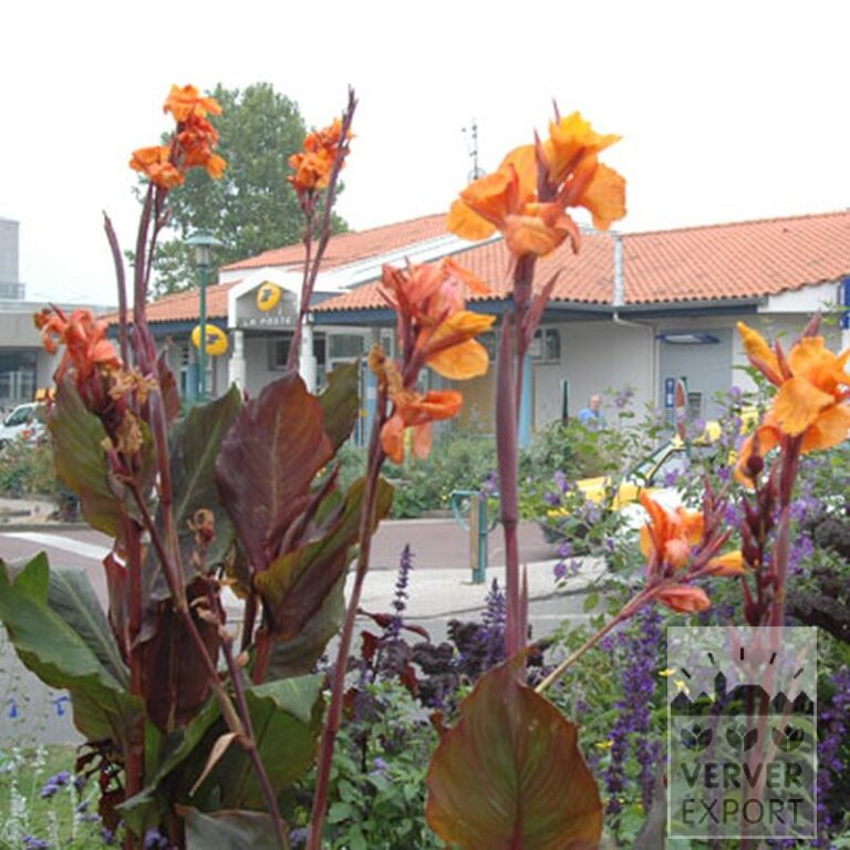 Canna 'Wyoming' (27017) - Afbeelding 4