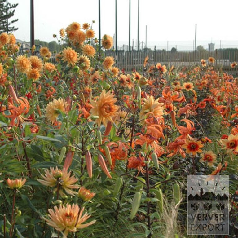 Dahlia 'Glorie van Noordwijk' (22079) - Afbeelding 2