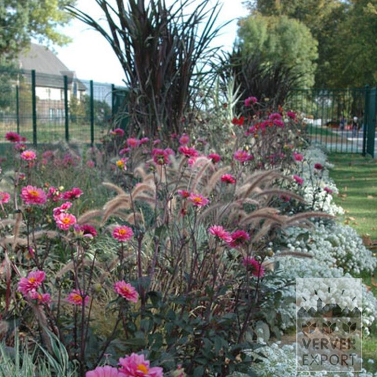 Dahlia 'Fanfare' (22190) - Afbeelding 2