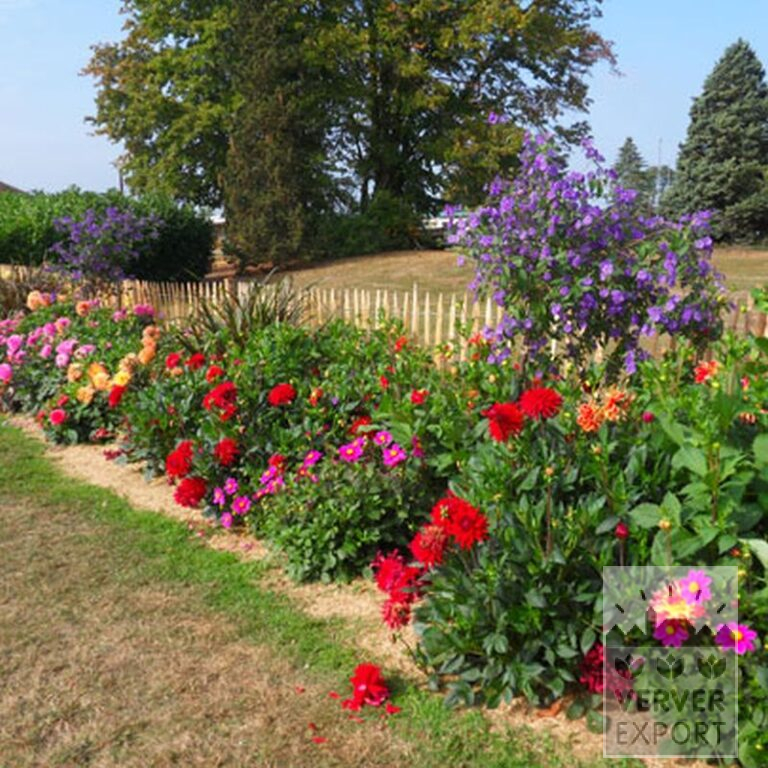 Dahlia 'Witteman's Best' (22285) - Afbeelding 2