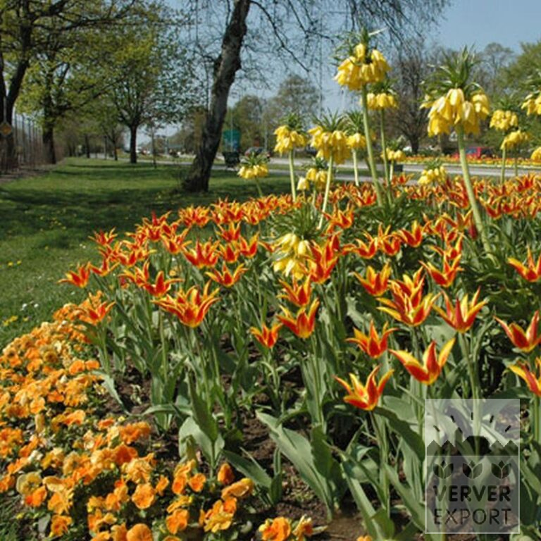 Fritillaria imperialis 'Lutea' (16053) - Afbeelding 8