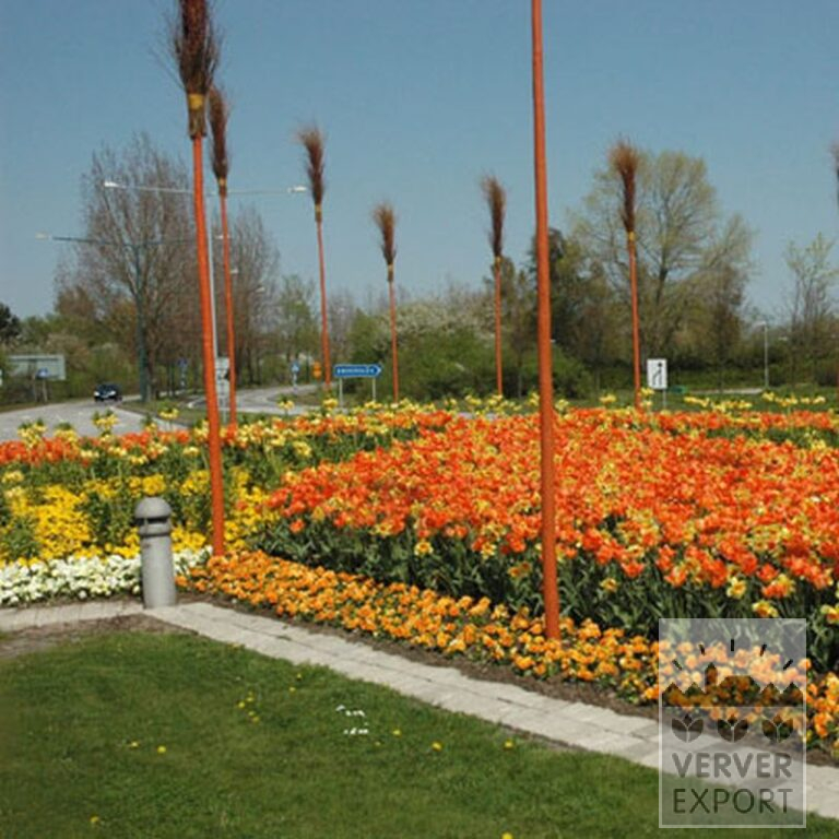 Fritillaria imperialis 'Lutea' (16053) - Afbeelding 9
