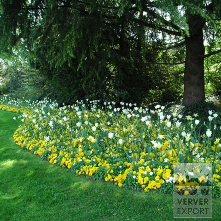 Narcissen poeticus 'Actaea' (15067) - Afbeelding 3