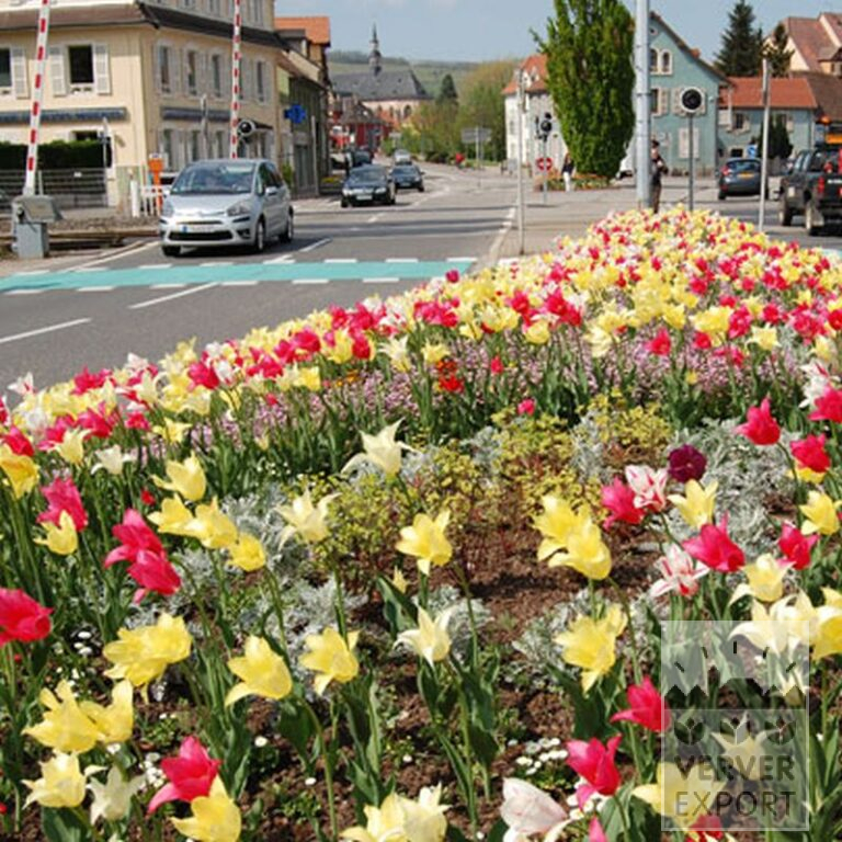 Tulpen 'Marilyn' (12194) - Afbeelding 2