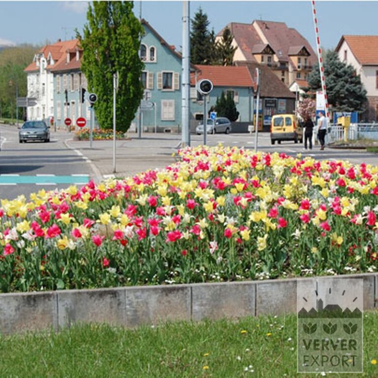 Tulpen 'Marilyn' (12194) - Afbeelding 3