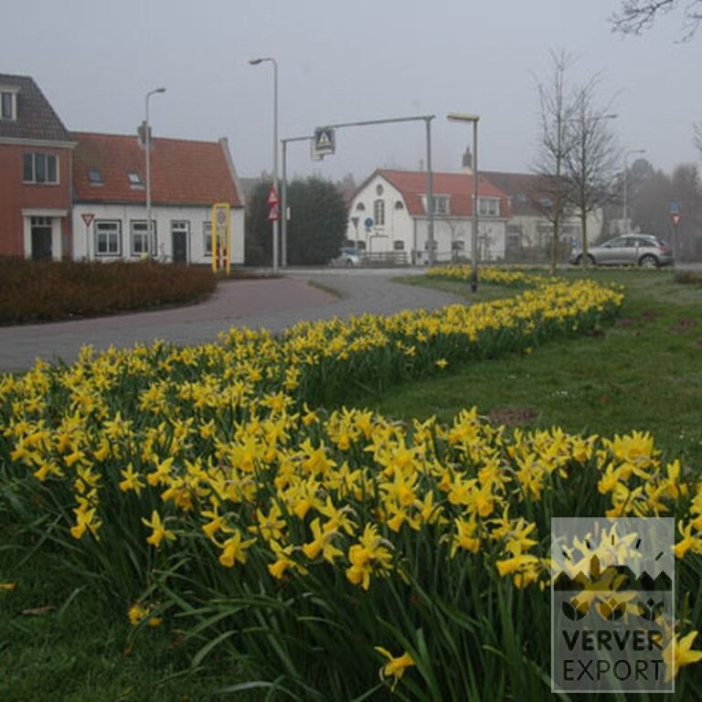 Narcissen 'Peeping Tom' (15007) - Afbeelding 4