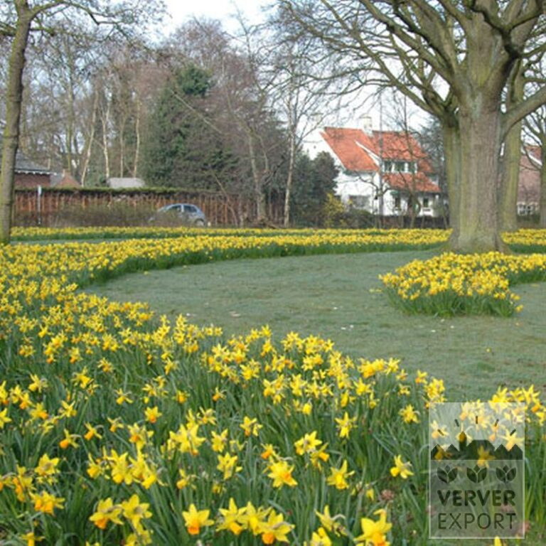 Narcissen 'Jetfire' (15005) - Afbeelding 2