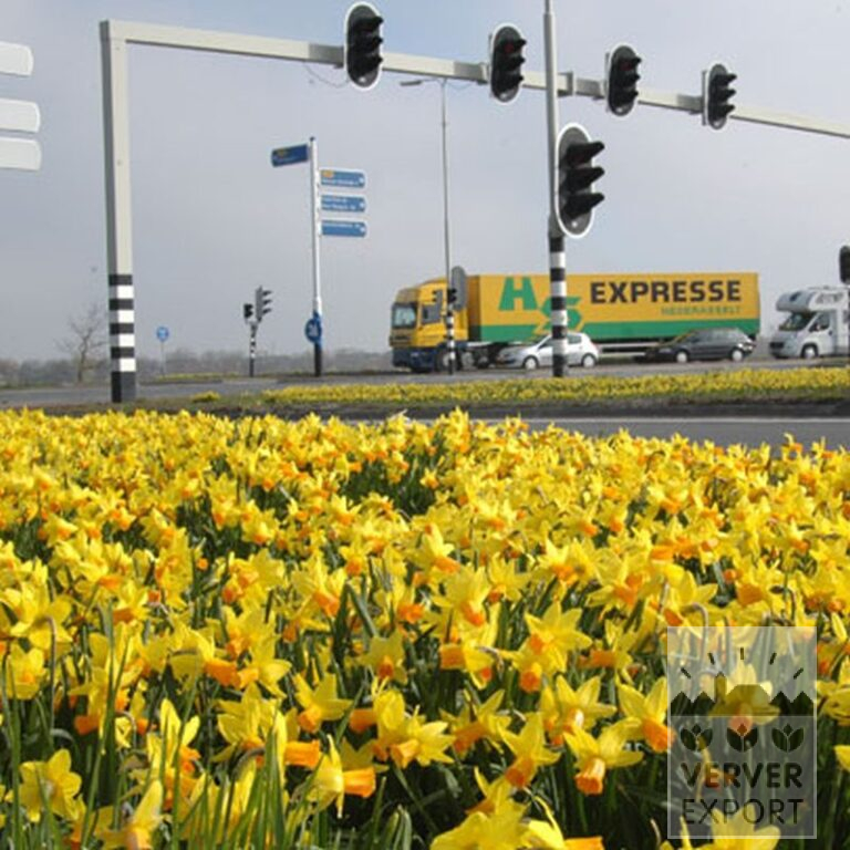 Narcissen 'Jetfire' (15005) - Afbeelding 3