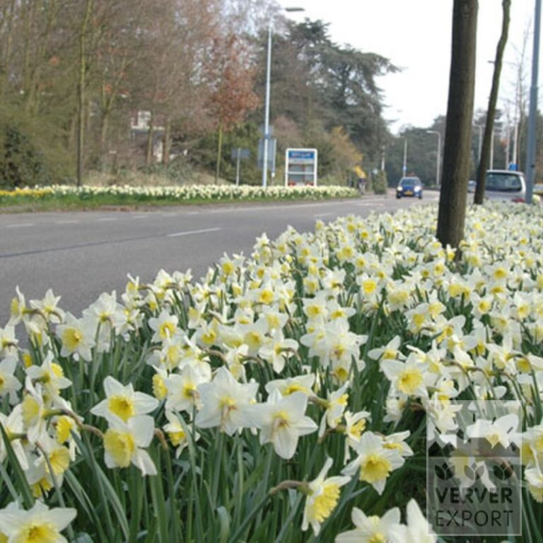Narcissen 'Ice Follies' (15035) - Afbeelding 2
