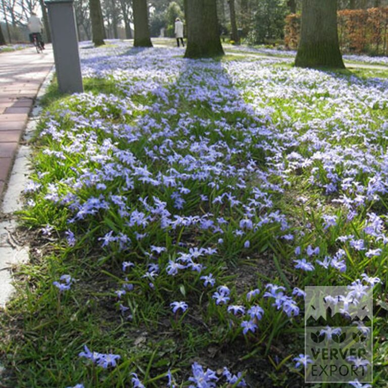 Chionodoxa sardensis (16033) - Afbeelding 2