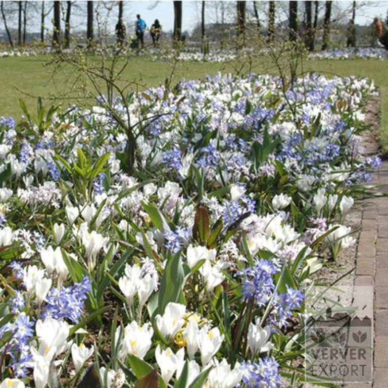 Chionodoxa sardensis (16033) - Afbeelding 3