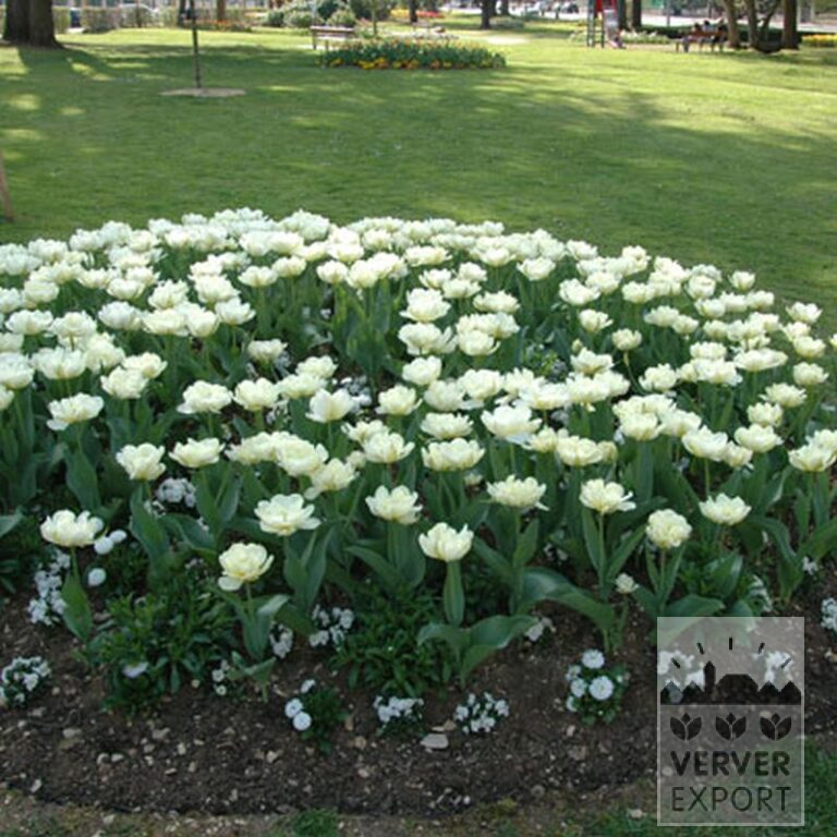 Tulpen 'Mount Tacoma' (12244) - Afbeelding 4