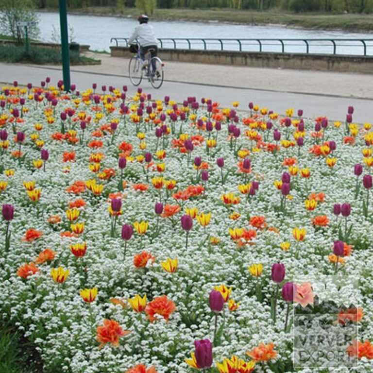 Tulpen 'Helmar' (12211) - Afbeelding 3