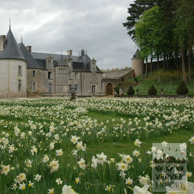 Narcissen 'Ice Follies' (15035) - Afbeelding 3