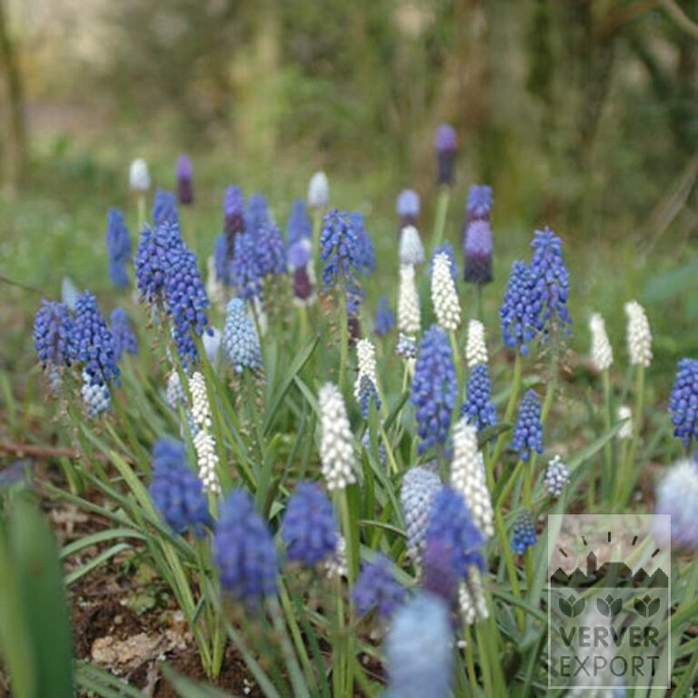 Muscari latifolium (16086) - Afbeelding 3