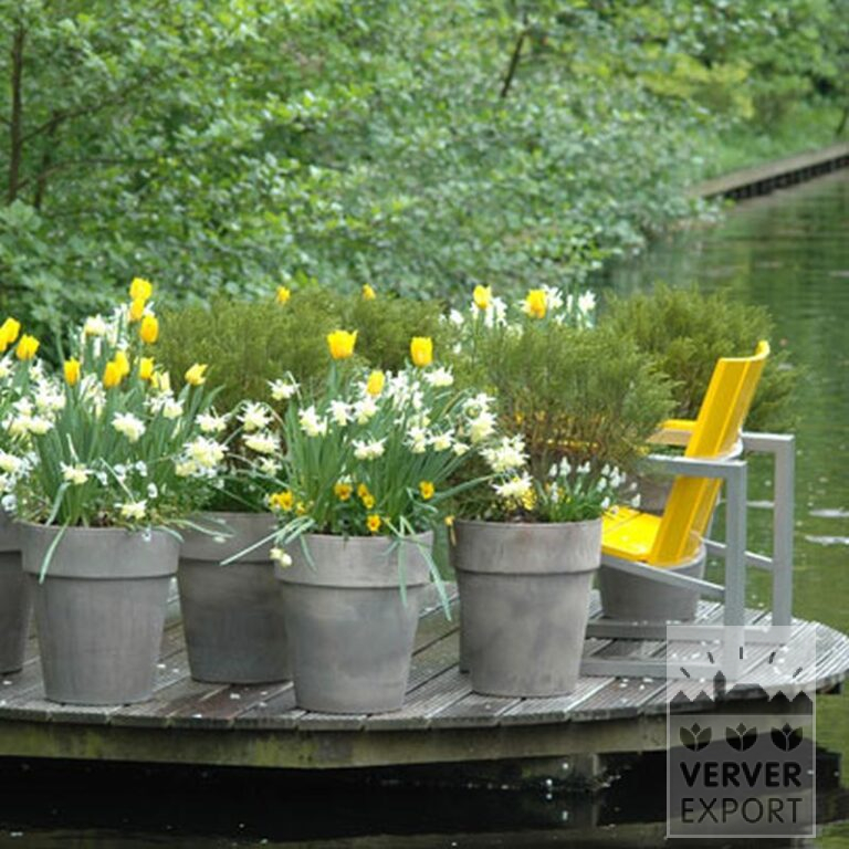 Narcissen 'Thalia' (15066) - Afbeelding 5