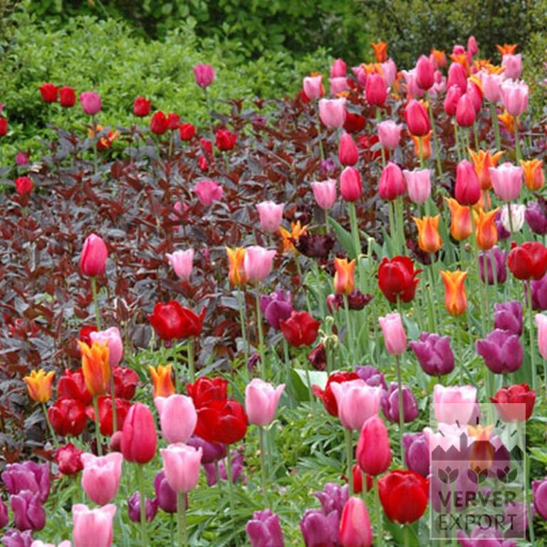 Tulpen 'Don Quichotte' (12129) - Afbeelding 3
