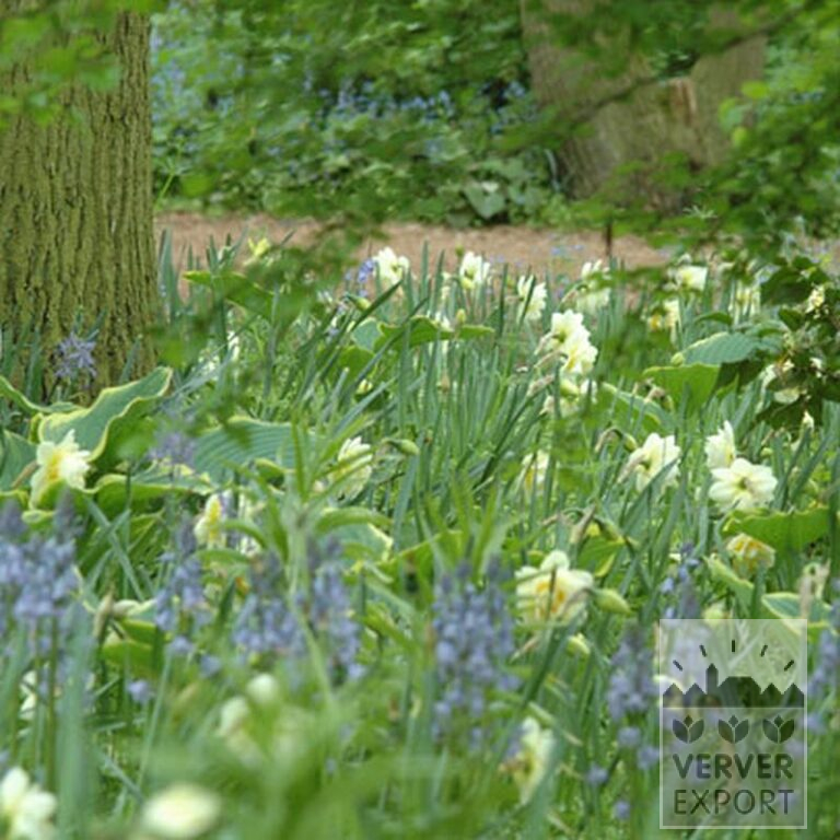 Hyacinthoides hispanica blauw (16149) - Afbeelding 2