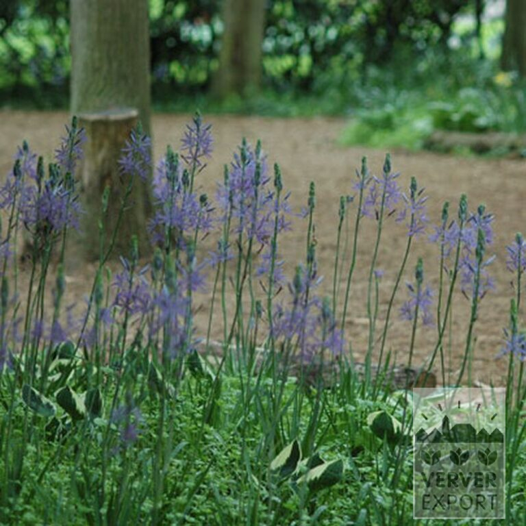 Camassia leichtlinii 'Caerulea' (16028) - Afbeelding 3