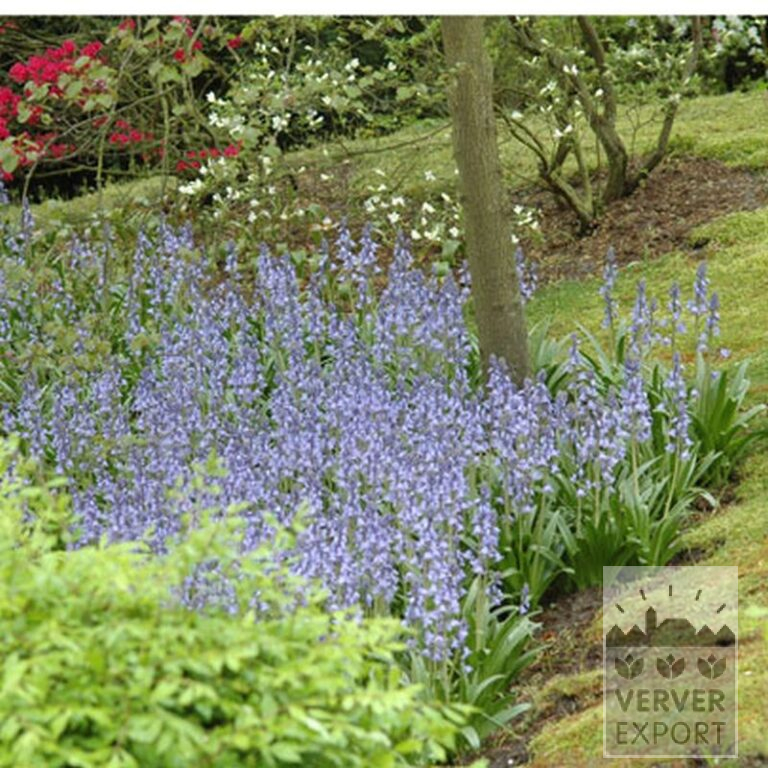Hyacinthoides hispanica blauw (16149) - Afbeelding 3