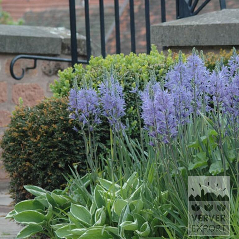 Camassia leichtlinii 'Caerulea' (16028) - Afbeelding 4