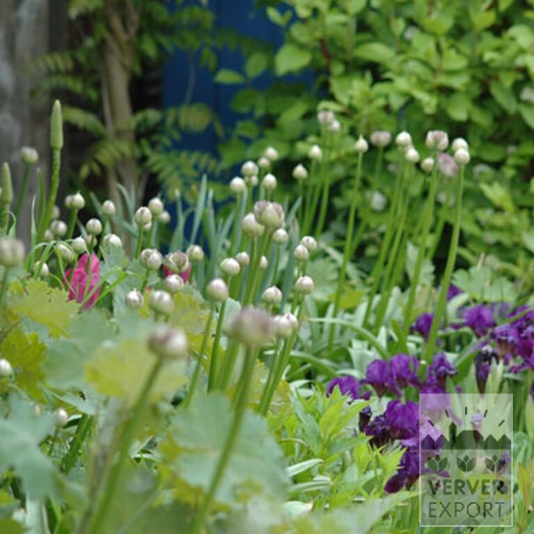 Allium aflatunense (16001) - Afbeelding 2