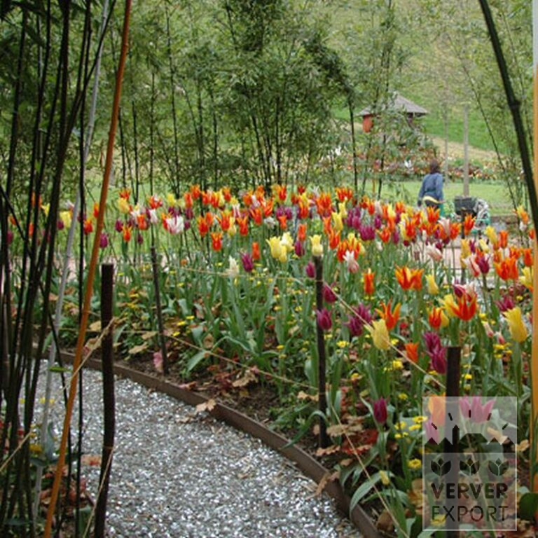 Tulpen 'Marilyn' (12194) - Afbeelding 5