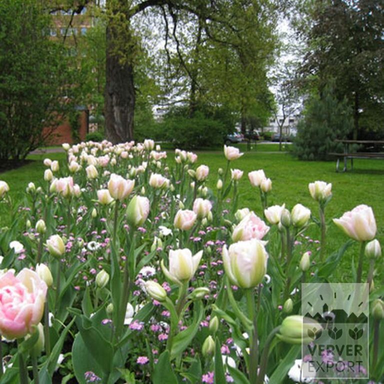 Tulpen 'Angélique' (12233) - Afbeelding 3