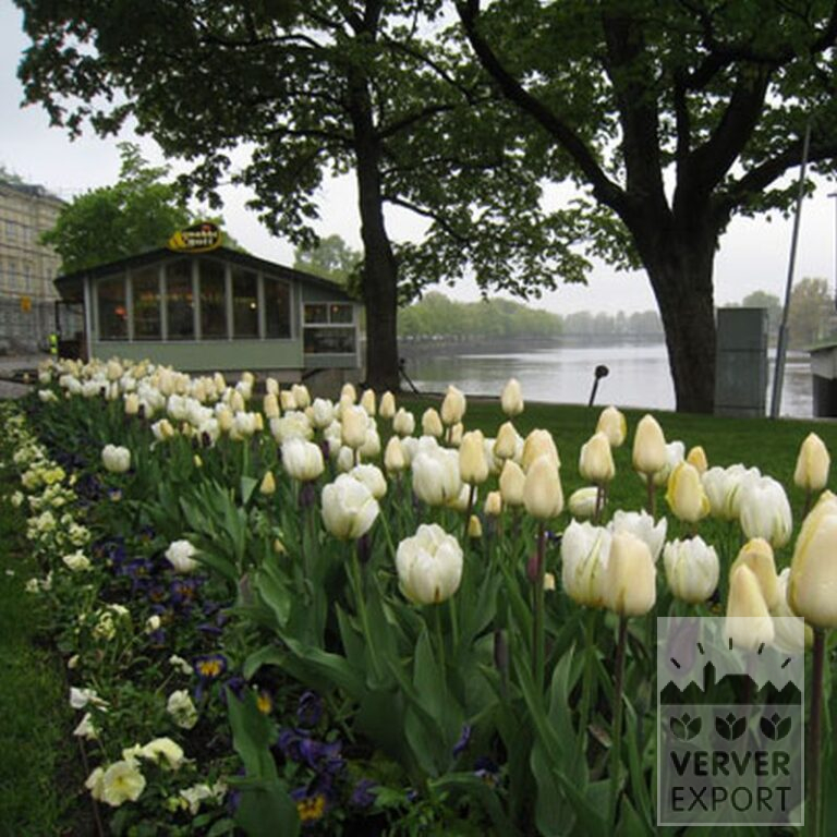 Tulpen 'Havran' (12139) - Afbeelding 7