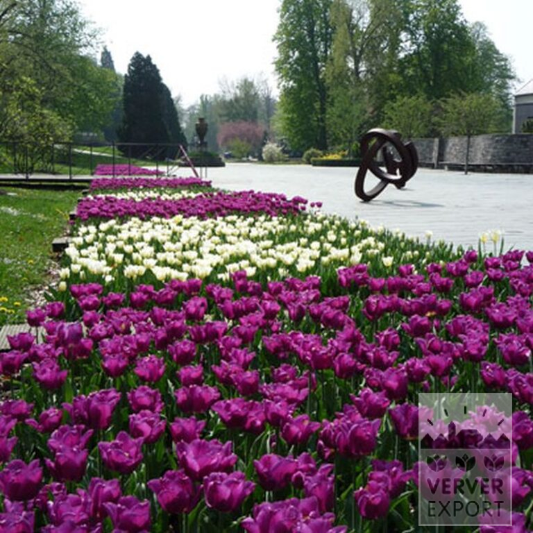 Tulpen 'Calgary' (12105) - Afbeelding 5
